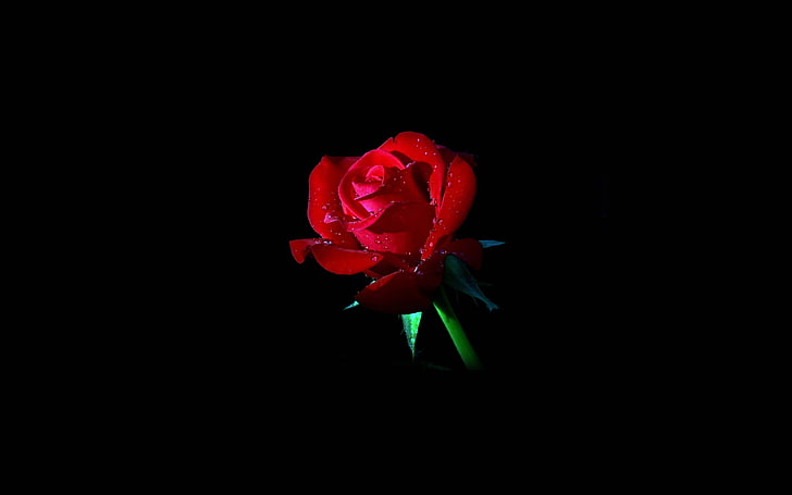 Hd Wallpaper Red Rose Dark Flower