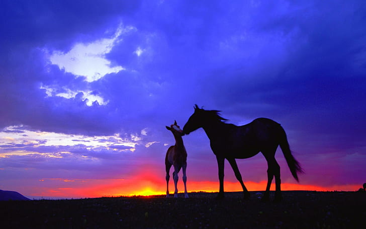 Mustang Mare & Foal, wild, sunset, animals, HD wallpaper