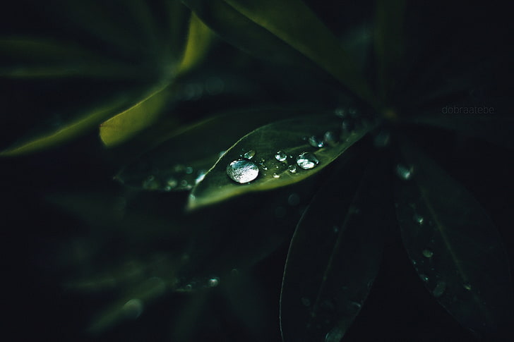 close-up photography of water drops on green leaf plants, macro