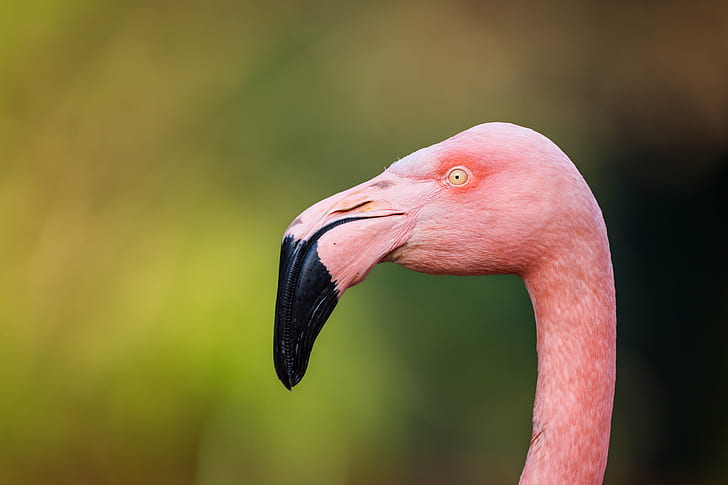 selective focus photo of pink flamingo, greater flamingo, greater flamingo
