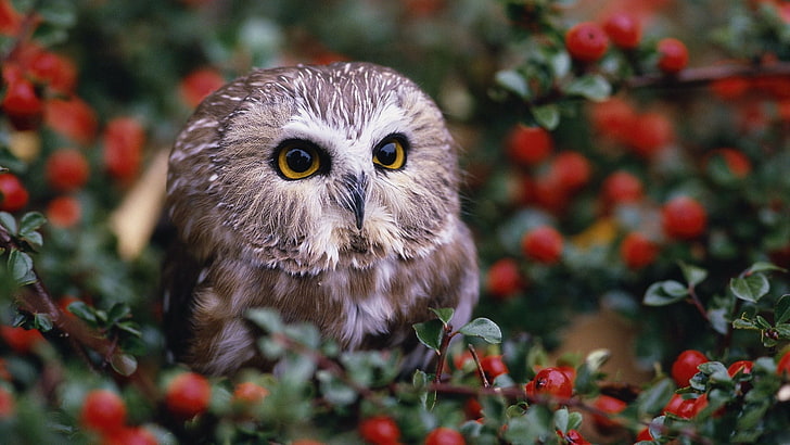 brown owl, focus photography of gray owl surrounded by red berries