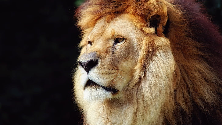 lion, big cat, feline, predator, animal, leo, carnivore, wildlife, HD wallpaper