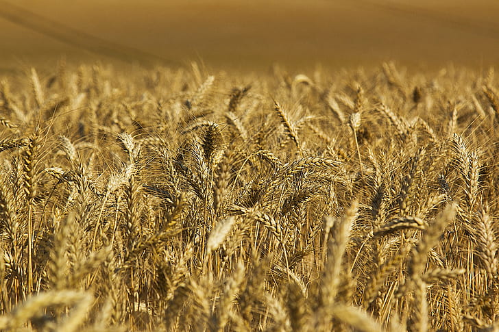 shallow focus photo of brown wheat field, moisson, haute marne, moisson, haute marne