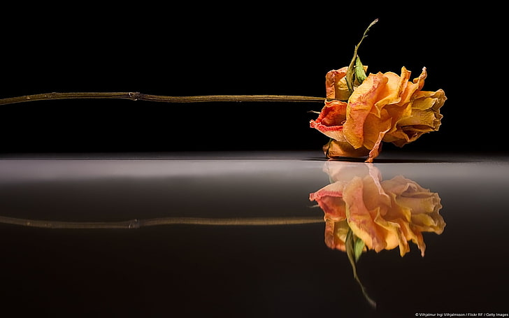 Rose Reflection-Windows 10 HD Wallpaper, brown petaled flower HD wallpaper