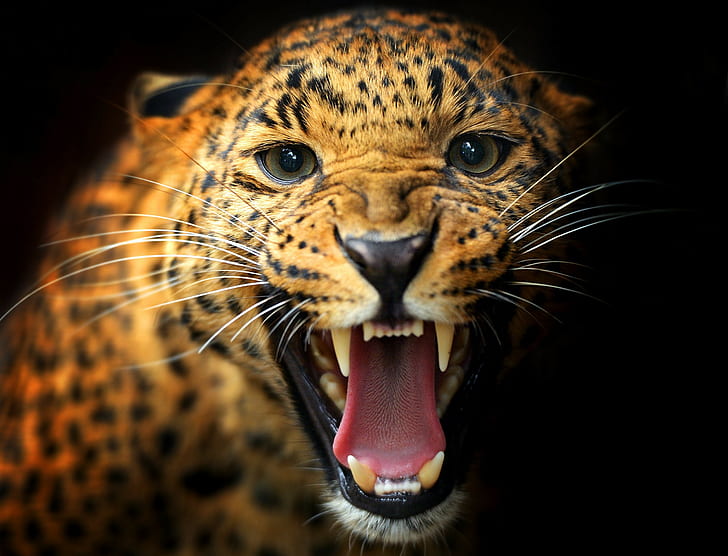 Beautiful Leopard, black background, mustache, eyes, teeth, jaws