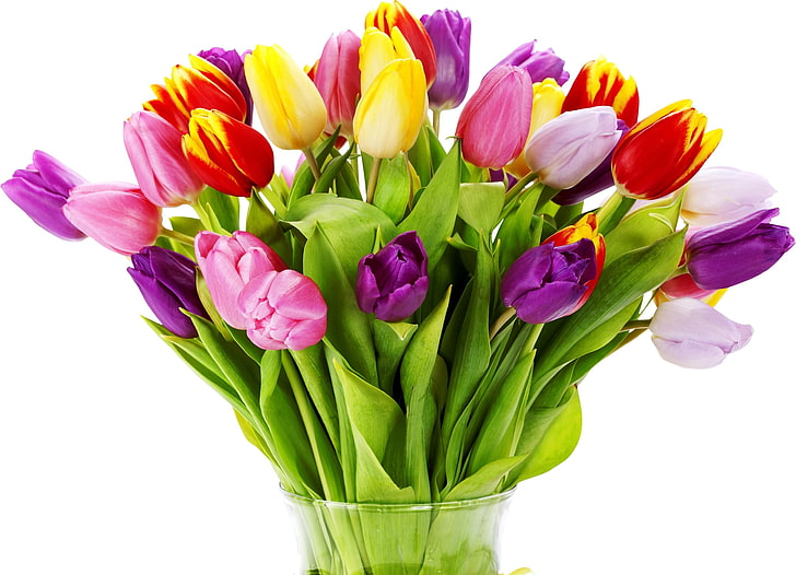 pink and yellow tulips, flowers, bouquet, bright, vase, nature, HD wallpaper