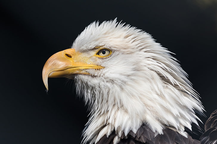 Eagles, birds, animals, profile, bird of prey, black background