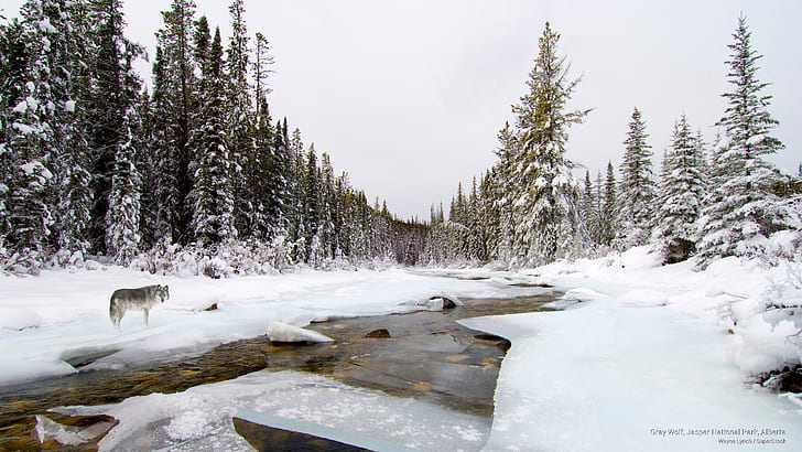Gray Wolf, Jasper National Park, Alberta, Winter, HD wallpaper