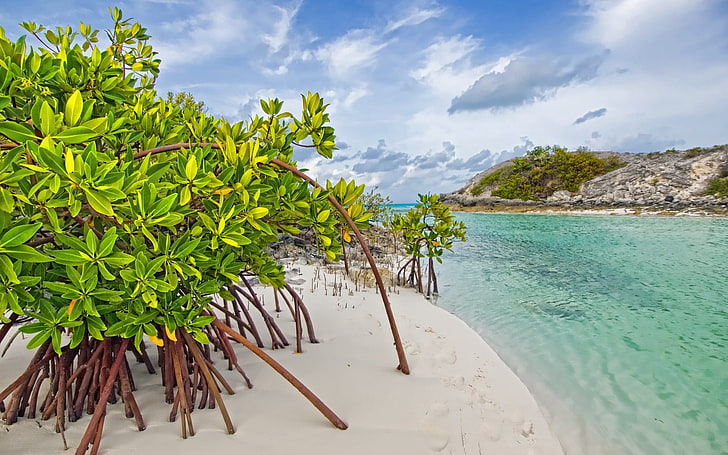 green leafed plant, mangrove tree, sand, leaves, coast, beach