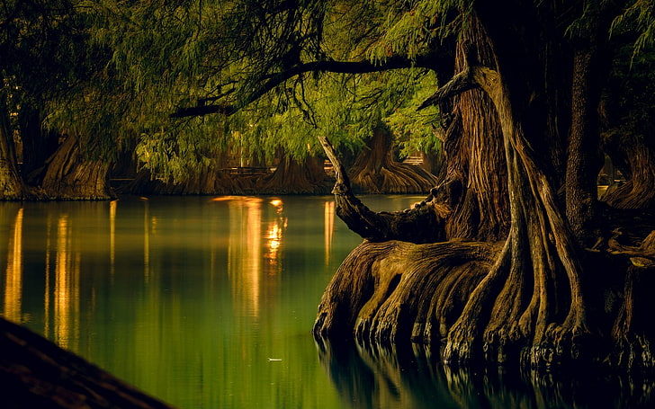 nature, landscape, lake, forest, water, reflection, trees, roots