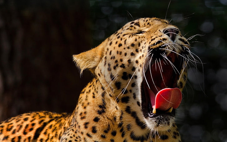 brown and black leopard print textile, animals, open mouth, yawning
