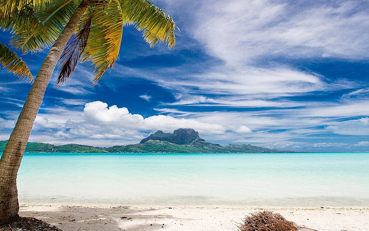 seashore near coconut tree, landscape, nature, Bora Bora, palm trees