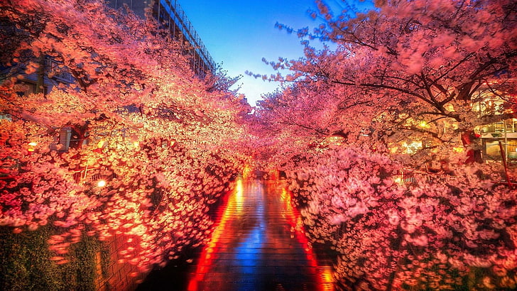 cherry blossom, japan, tokyo, spring, flowers, city lights, HD wallpaper