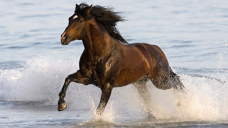 horse, thoroughbred, animal, horses, stallion, equine, farm, HD wallpaper