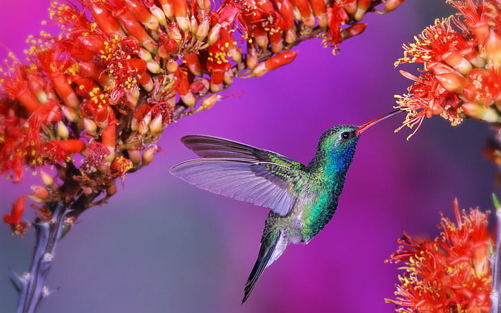 Hummingbird, animals and birds
