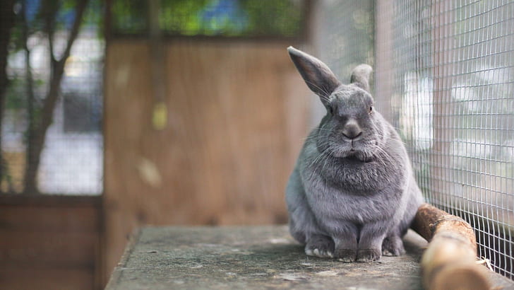 rabbit, Eeyore, in a cage, HD wallpaper