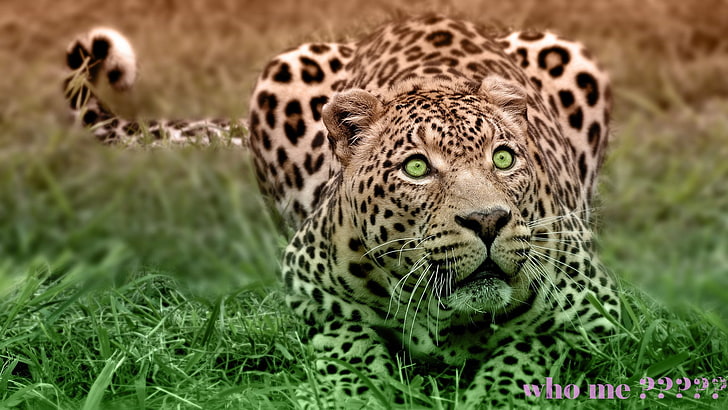 Cats, Leopard, Abstract, Ferocious, Nature