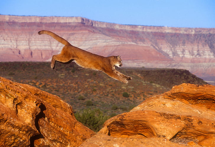 Mountain lion, puma, cougar, Cat, jump, Nature, HD wallpaper
