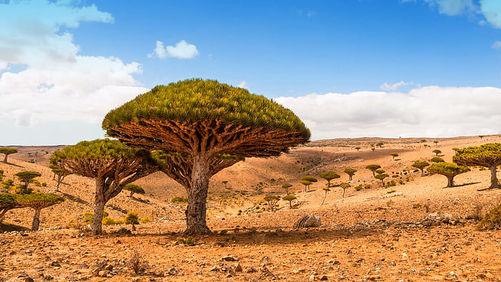 Dicksam Plateau Socotra Island Yemen Dragon Trees Desert Landscape Desktop Wallpaper Hd 1920×1080