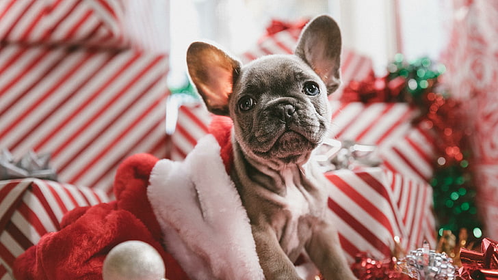 dog, christmas, holidays, cute, puppy, animal, christmas decoration, HD wallpaper