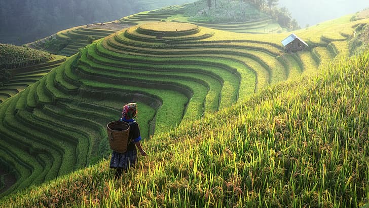 nature, landscape, rice terrace, rice fields, China, hills