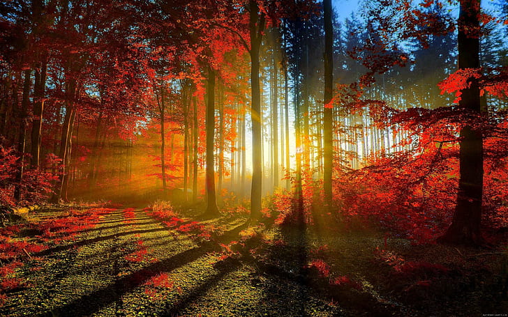 Sunset through the trees in autumn, red leaf trees, fall, forest