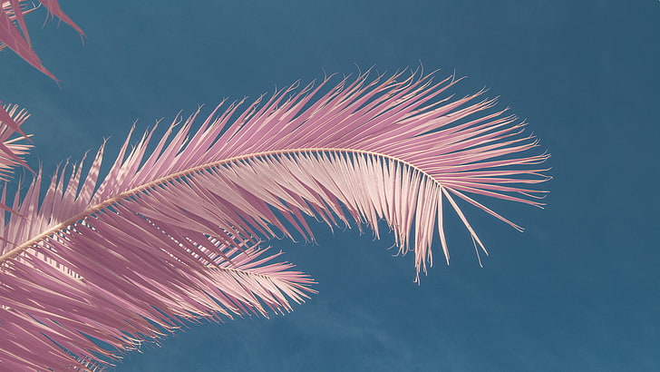clear sky, pink, palm trees, beauty in nature, leaf, plant, HD wallpaper