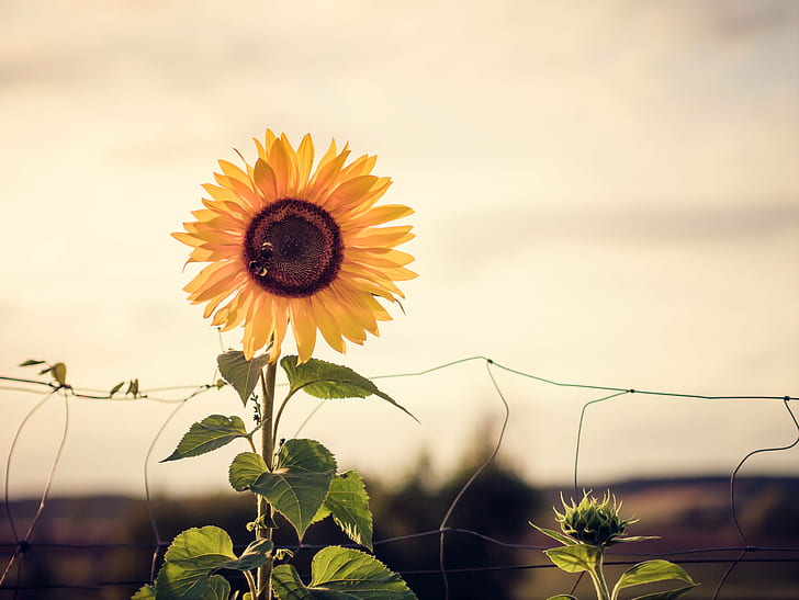 photo of yellow Sunflower, sun flower, sun flower, Evening Sun, HD wallpaper