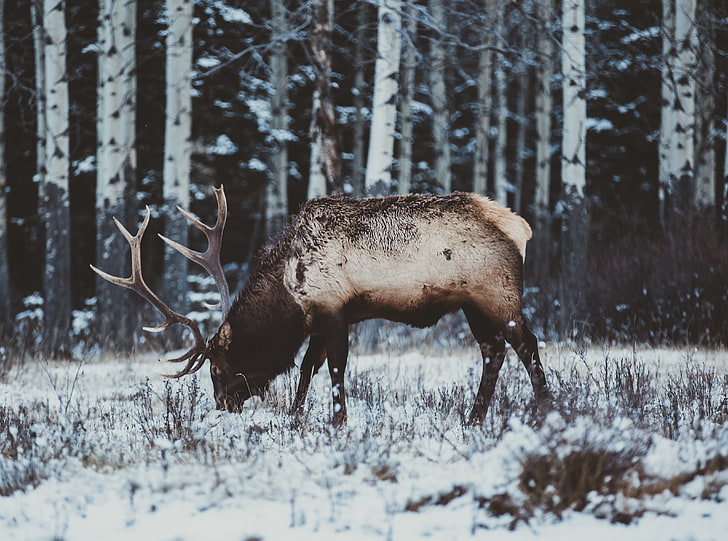 Elk in Snow, Winter, brown moose, Animals, Wild, Nature, Beast, HD wallpaper