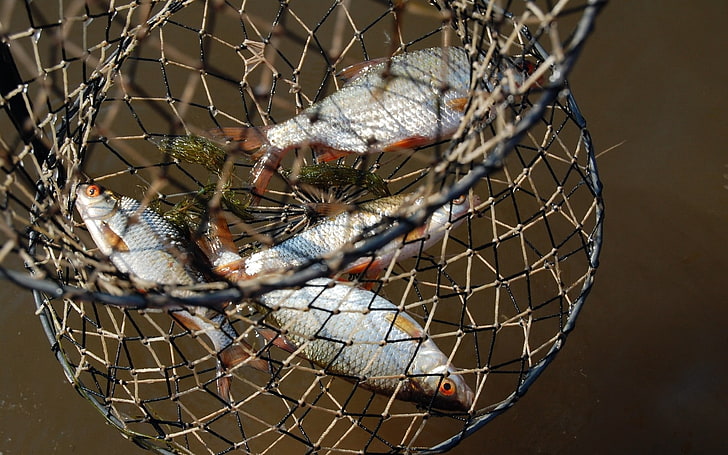four silver fishes, cart, grid, catch, fishing, macro, netting, HD wallpaper