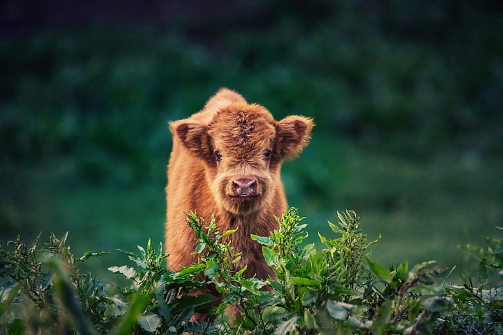 Baby Cow 1080P, 2K, 4K, 5K HD wallpapers free download | Wallpaper Flare