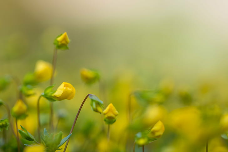 selected focus photo of yellow petaled flower, tiny, tiny, Botaniska trädgården, HD wallpaper