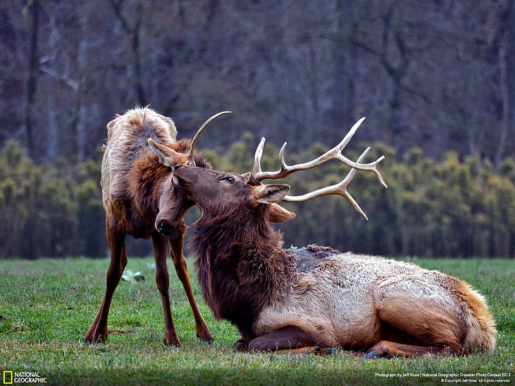 animals, National Geographic, elk, baby animals, animal themes, HD wallpaper