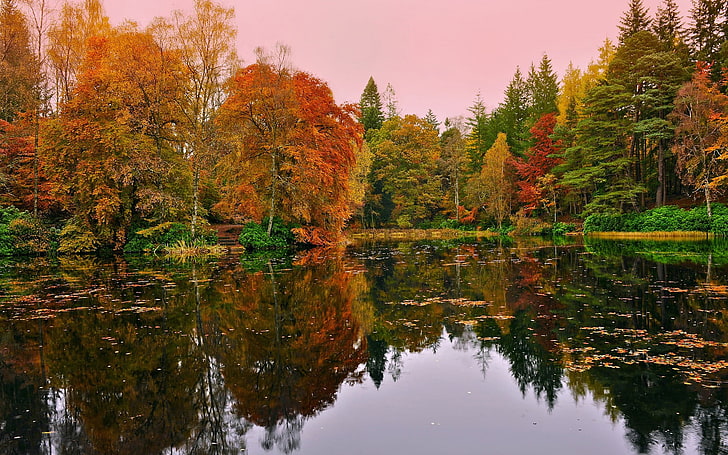 red-and-green leafed trees near body of water wallpaper, trees behind calm body of water