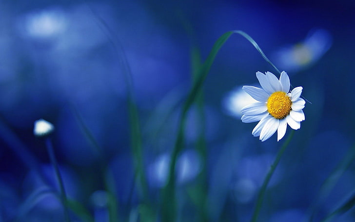 Daisy flower 1080P, 2K, 4K, 5K HD wallpapers free download | Wallpaper Flare