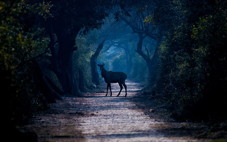 Deer on path, animal in forest, trees, fog, wildlife, HD wallpaper
