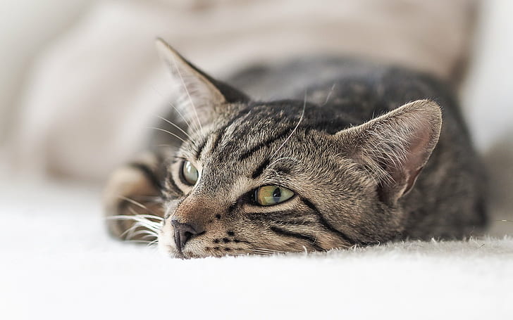 shallow focus photography silver tabby cat, cat  cat, katze, M1, HD wallpaper