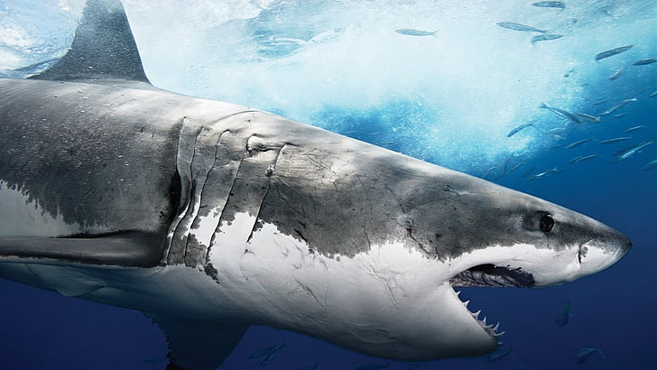 grey shark illustration, animals, animal themes, underwater, animal wildlife, HD wallpaper
