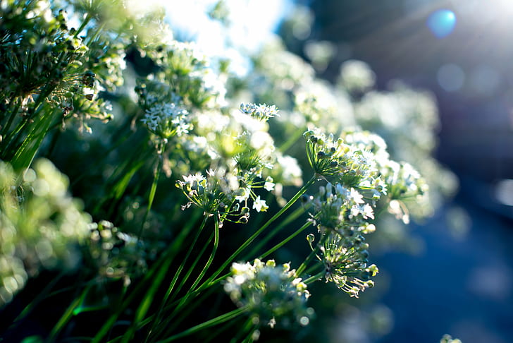 selective photography of green-and-white petaled flowers during daytime