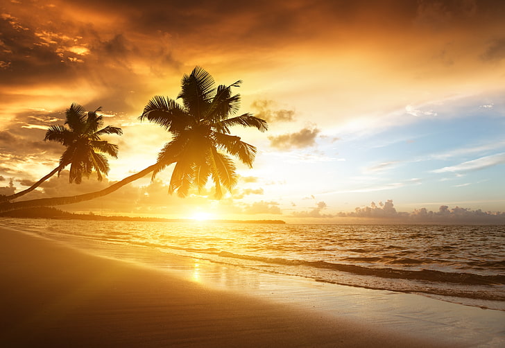 two green palm trees, beach, tropics, sea, sand, sunset, evening, HD wallpaper