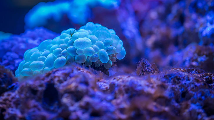 bubble coral, blue, reef, biology, beautiful, marine biology, HD wallpaper
