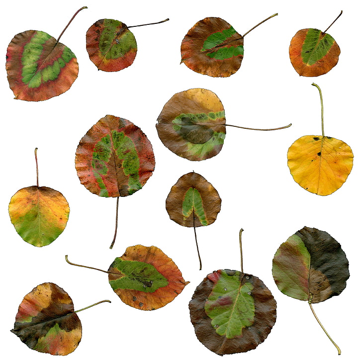 autumn, autumn leaves, bradford pear tree leaves, brown, color