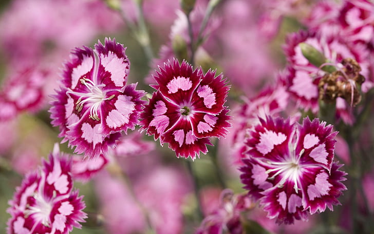 Cranberry Ice Dianthus, pink petaled flowers, HD wallpaper