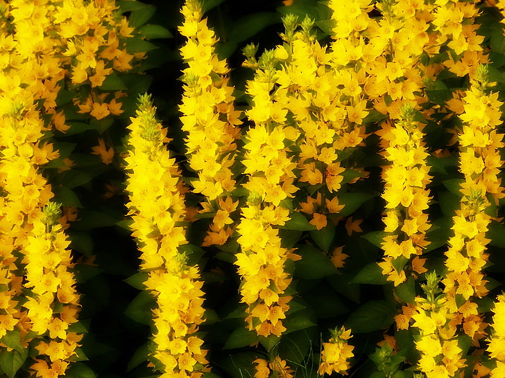 yellow flowers, summer, flowering plant, beauty in nature, fragility