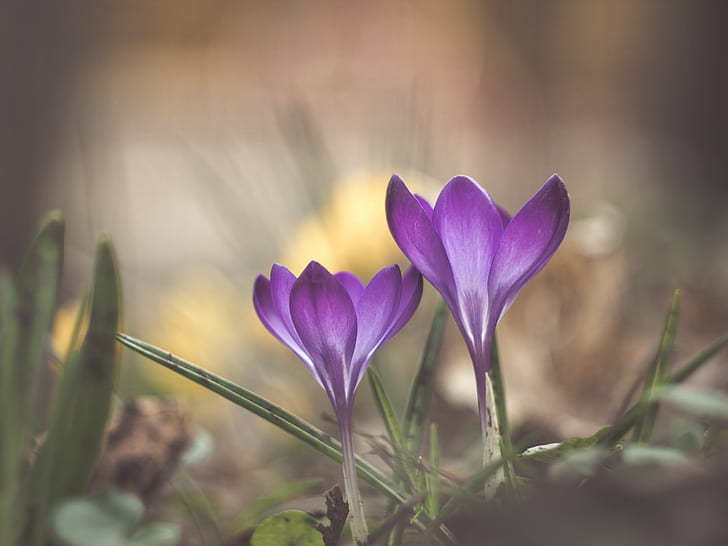 selective focus photography of purple petaled flower, I love, HD wallpaper
