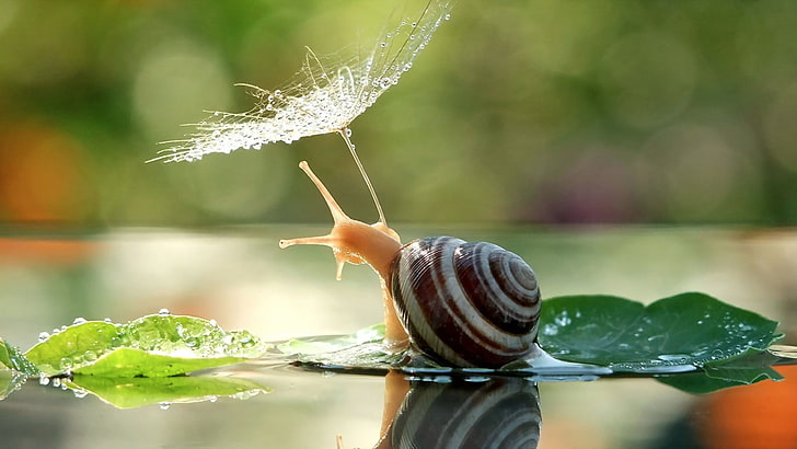 snail with leaf, bokeh, water drops, dew, animals, reflection, HD wallpaper
