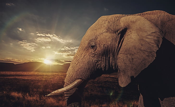 animals, elephant, HD wallpaper