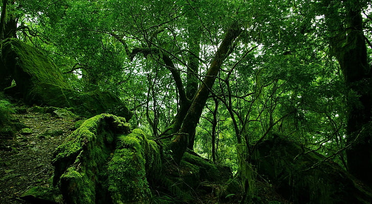 Dense Forest, green tree, Nature, Forests, plant, growth, land