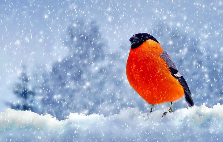 Birds, Snow, Bullfinch, Winter