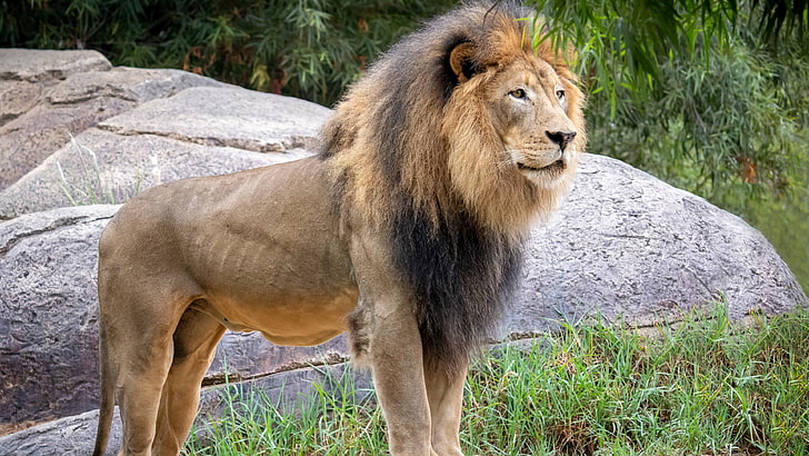 HD wallpaper: wildlife, lion, terrestrial animal, east african lion, big  cat | Wallpaper Flare
